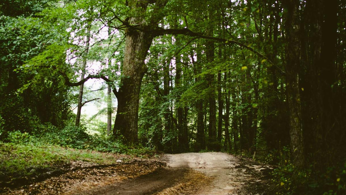 Symbolbild zum Thema Artemis Mission