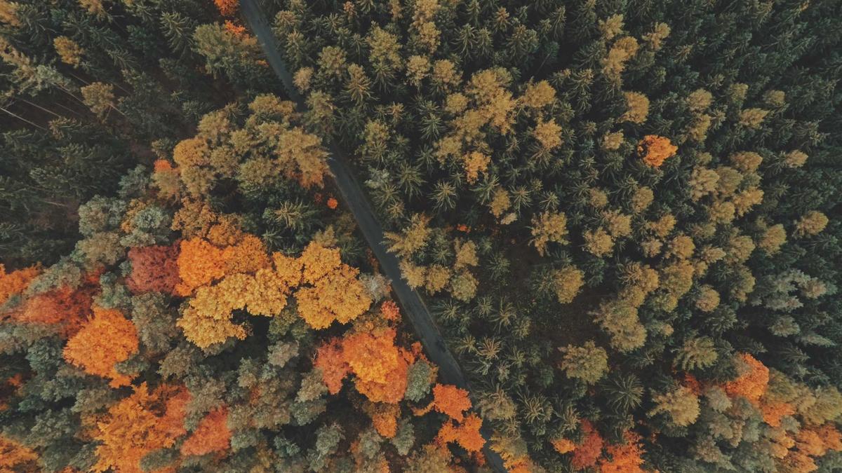 Detailansicht: Die ältern Film