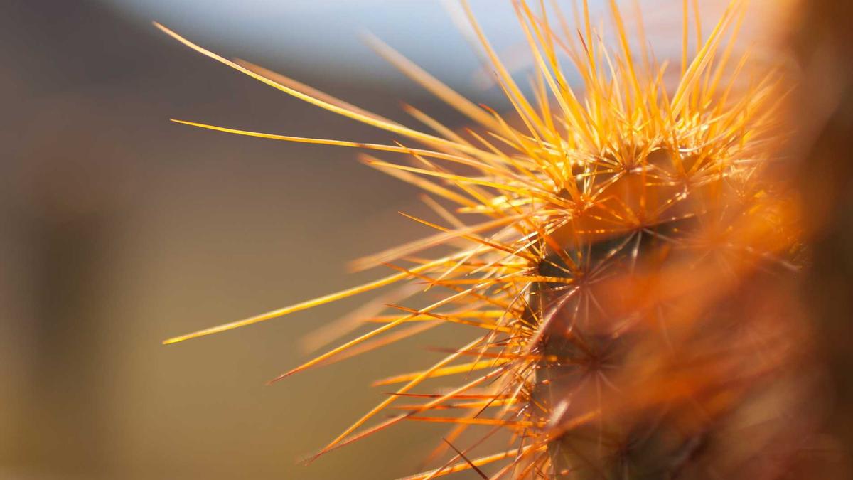 Geschichte Herzsymbol Detailansicht: Geschichte Herzsymbol