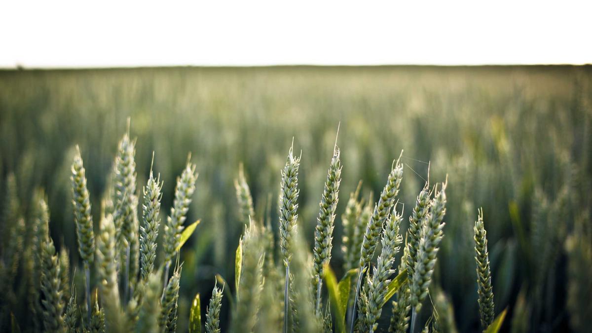 Illustration zu Gil Ofarim Lüge