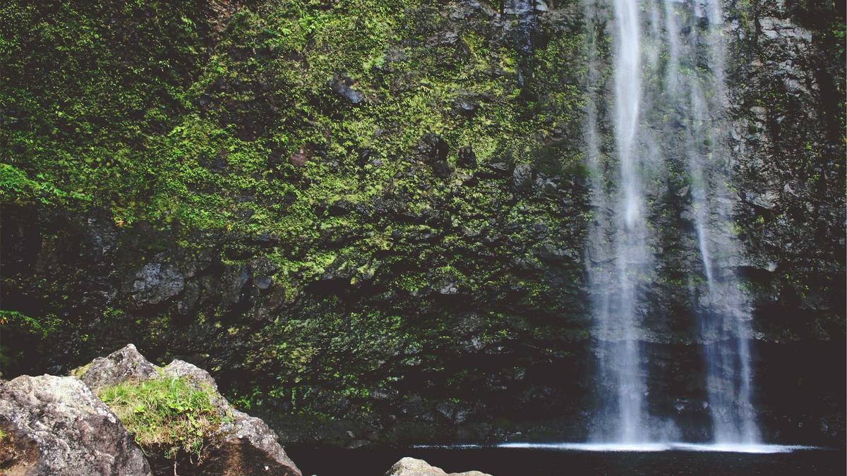 Illustration zu Königin Camilla Hunde