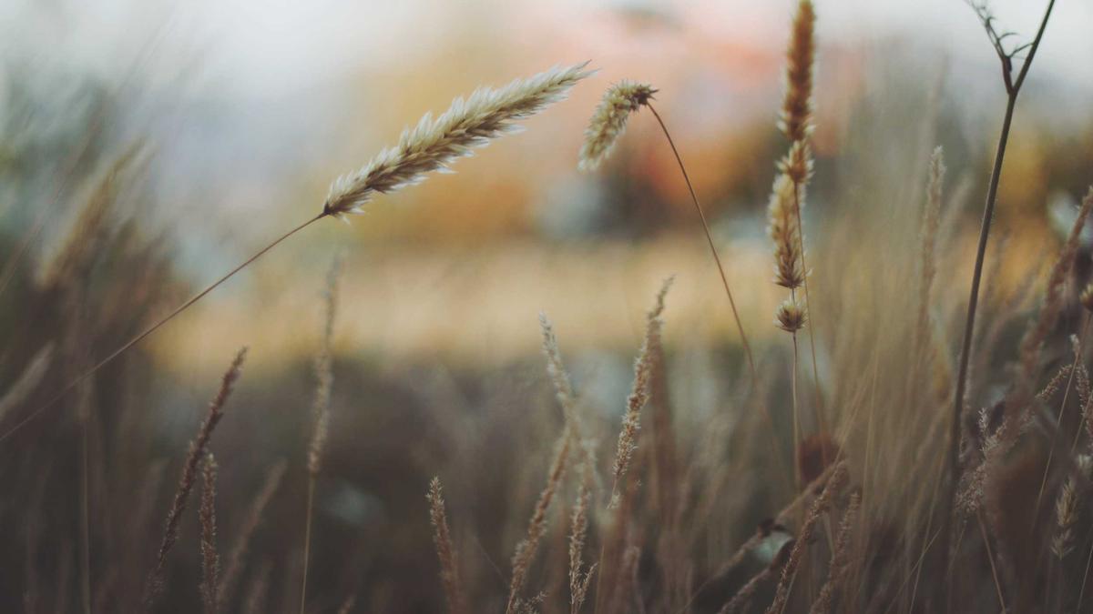 Illustration zu Lawinen österreich