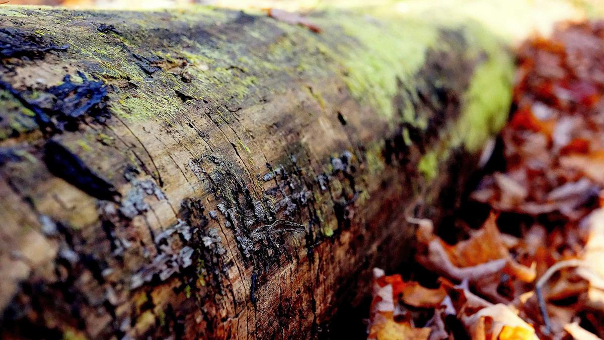 Leverkusen – Olympiakos Detailansicht: Leverkusen – Olympiakos