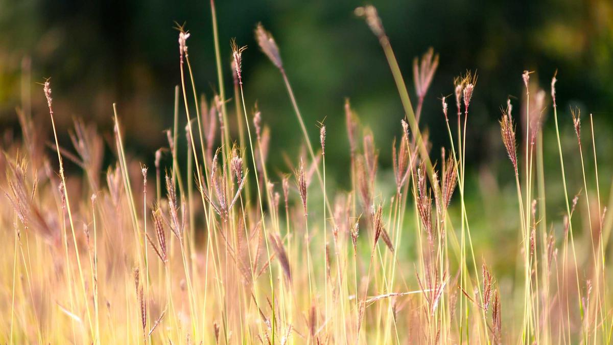 Detailansicht: Lucy Chen Trauma