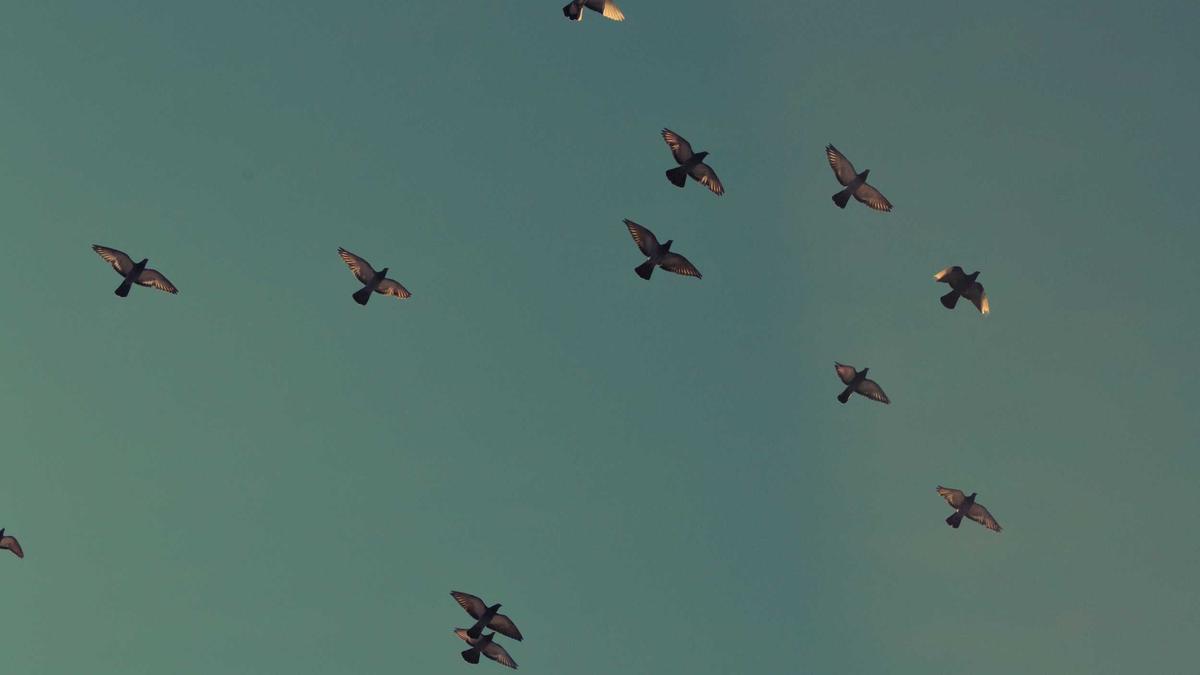 Mireille Mathieu Abschied Detailansicht: Mireille Mathieu Abschied