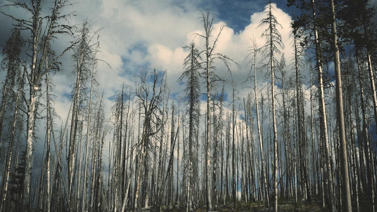 Symbolbild zum Thema N Wort Bafta