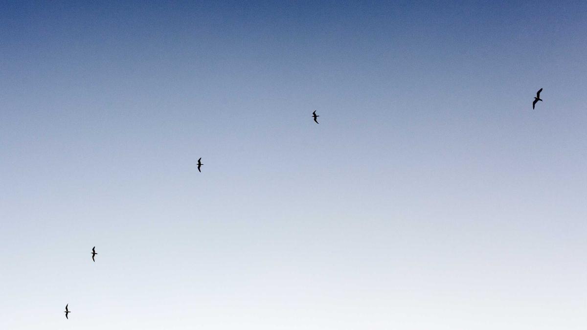 Detailansicht: Orf On