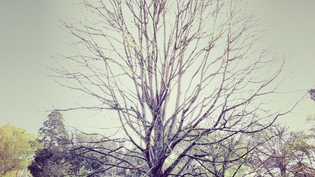 Patinage Artistique Hommes Aux Jeux Olympiques Dhiver 2026 Symbolbild zum Thema Patinage Artistique Hommes Aux Jeux Olympiques Dhiver 2026