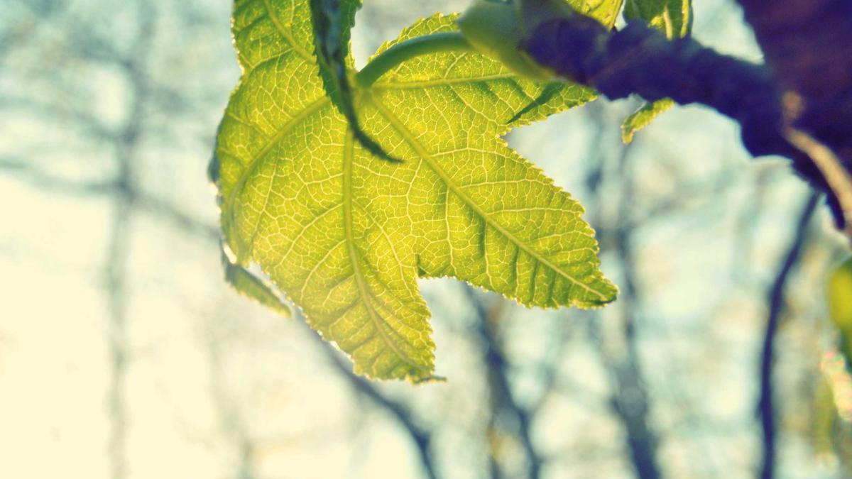 Illustration zu Prozess Lügenwelt