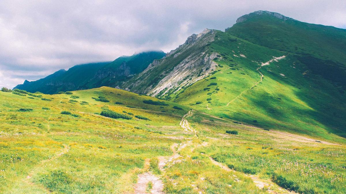 Symbolbild zum Thema Sandra Hüller Rose