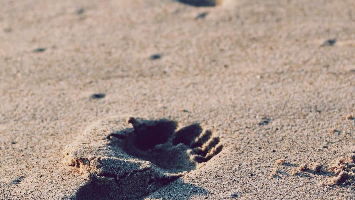 Illustration zu Schulmassaker Kanada