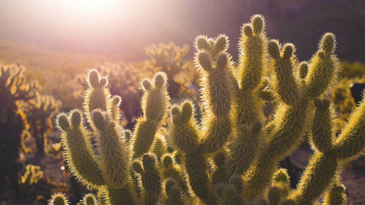 Illustration zu SCR Altach – Austria