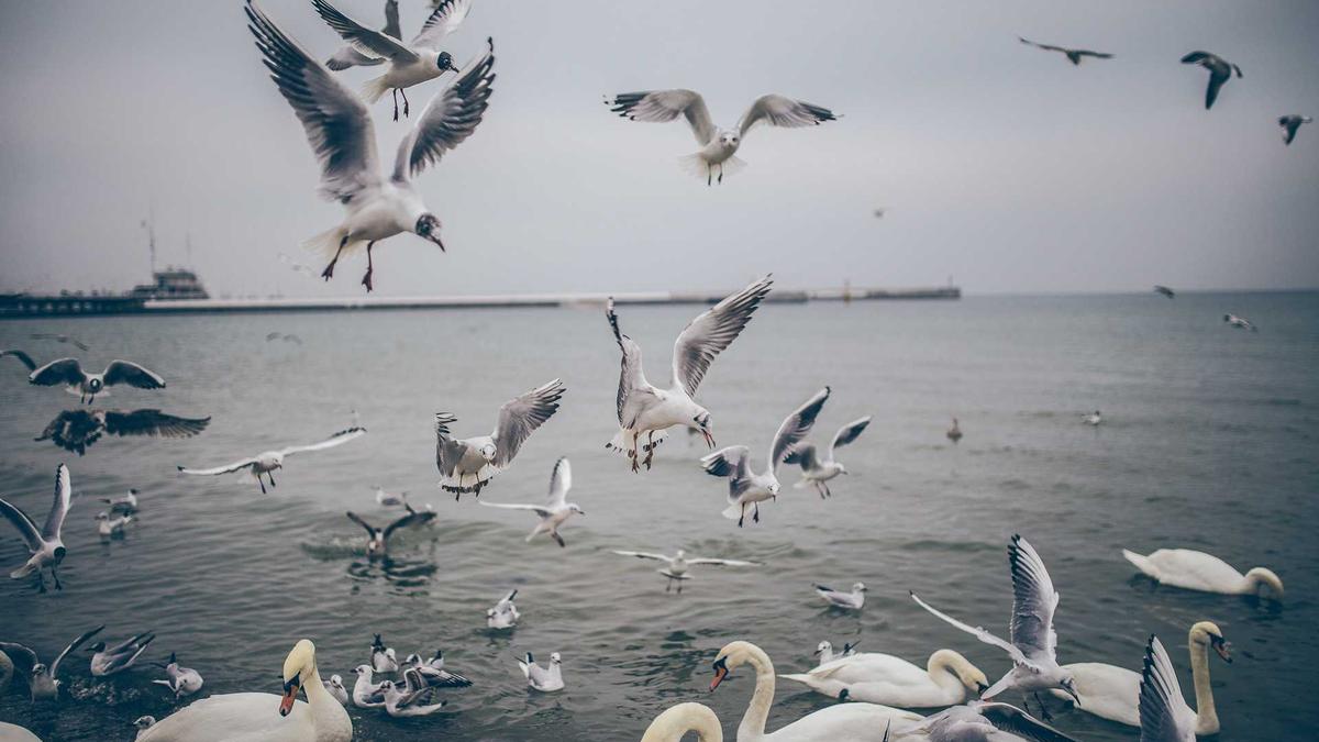 Störung Deutsche Bahn App Detailansicht: Störung Deutsche Bahn App