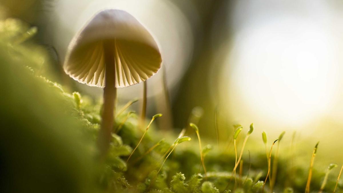 Symbolbild zum Thema Teufelskrabbe Vergiftung