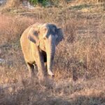 Elefant Angriff Thailand