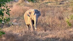 Thailand: Wilder Elefant tötet Camper in Nationalpark