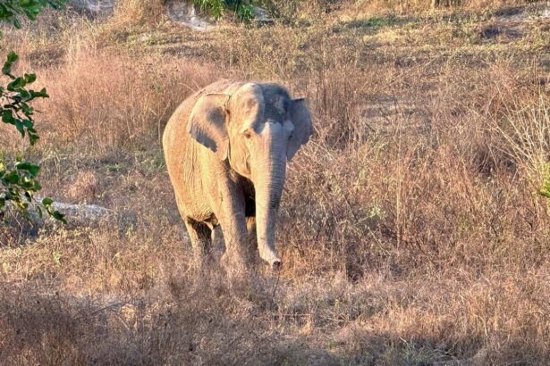 Elefant Angriff Thailand