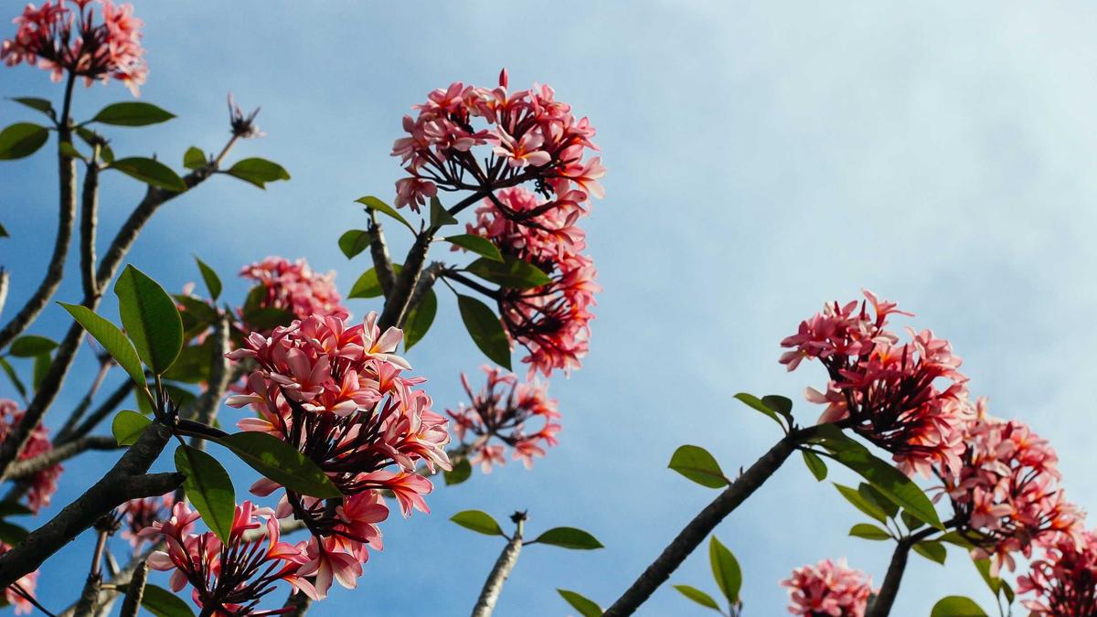 Detailansicht: Annett Renneberg