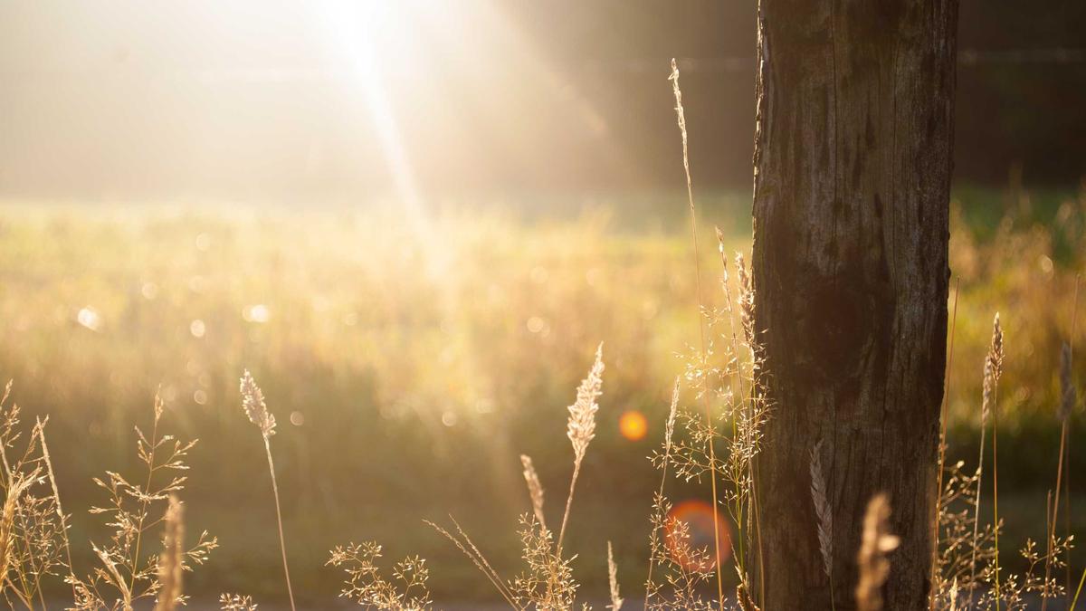 Eva Habermann Illustration zu Eva Habermann