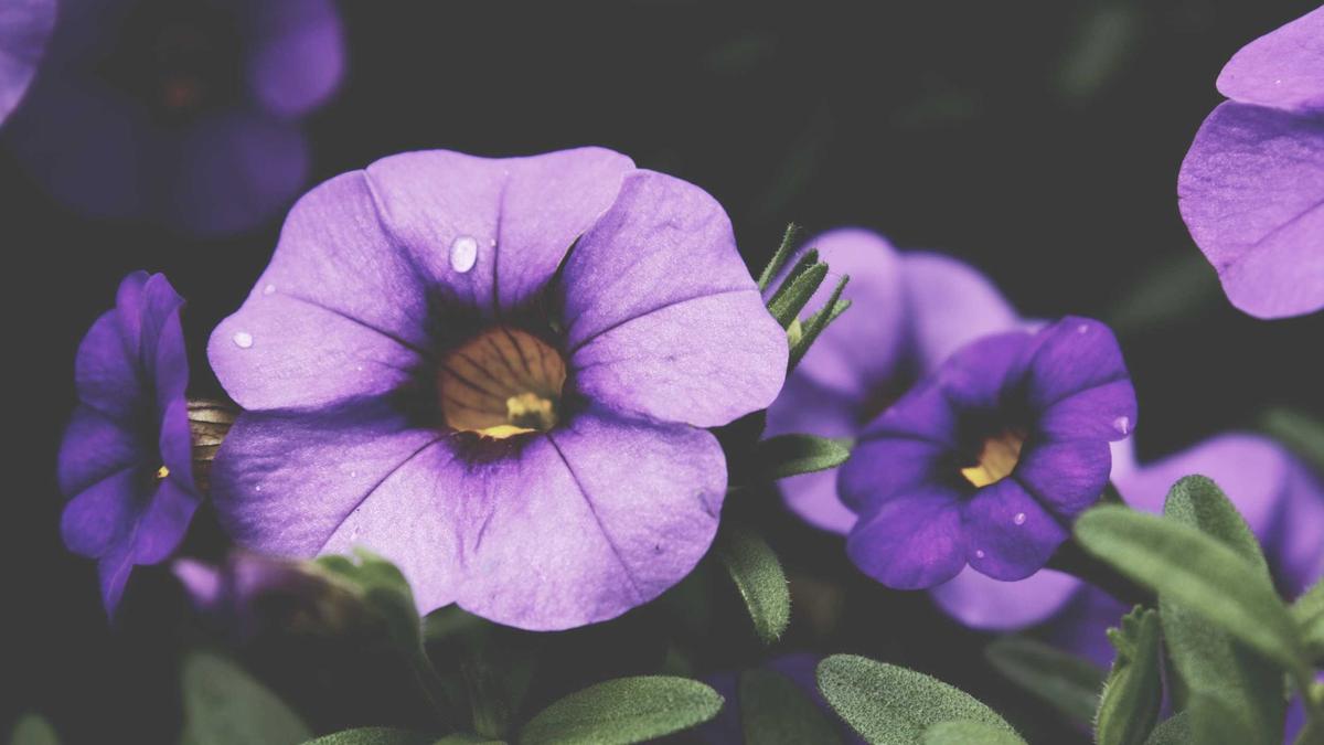 Detailansicht: Herzogin Meghan Krankenhaus