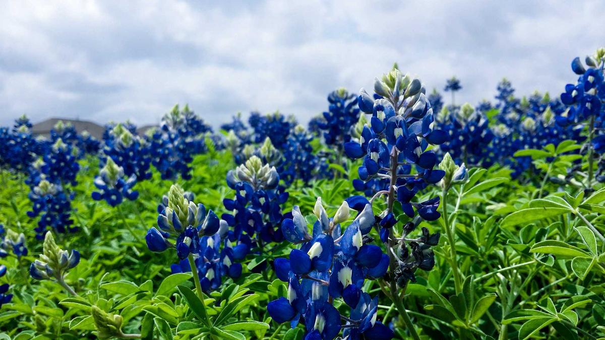 Detailansicht: Inuyasha Macherin Neuer Anime