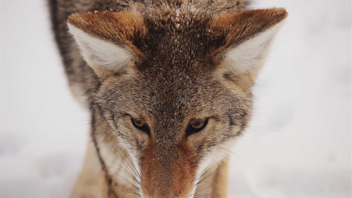 Illustration zu Italien – Nordirland