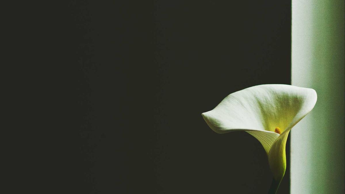 Jackie Und Shadow Detailansicht: Jackie Und Shadow