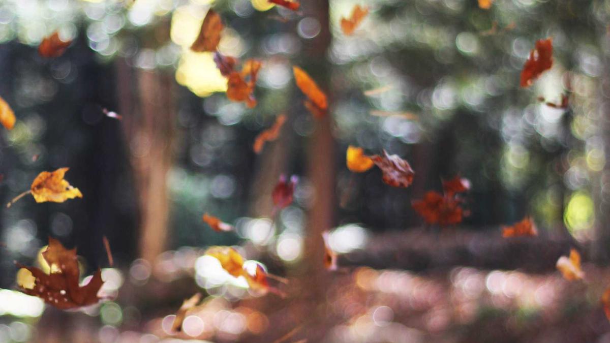 Nick Woltemade Symbolbild zum Thema Nick Woltemade