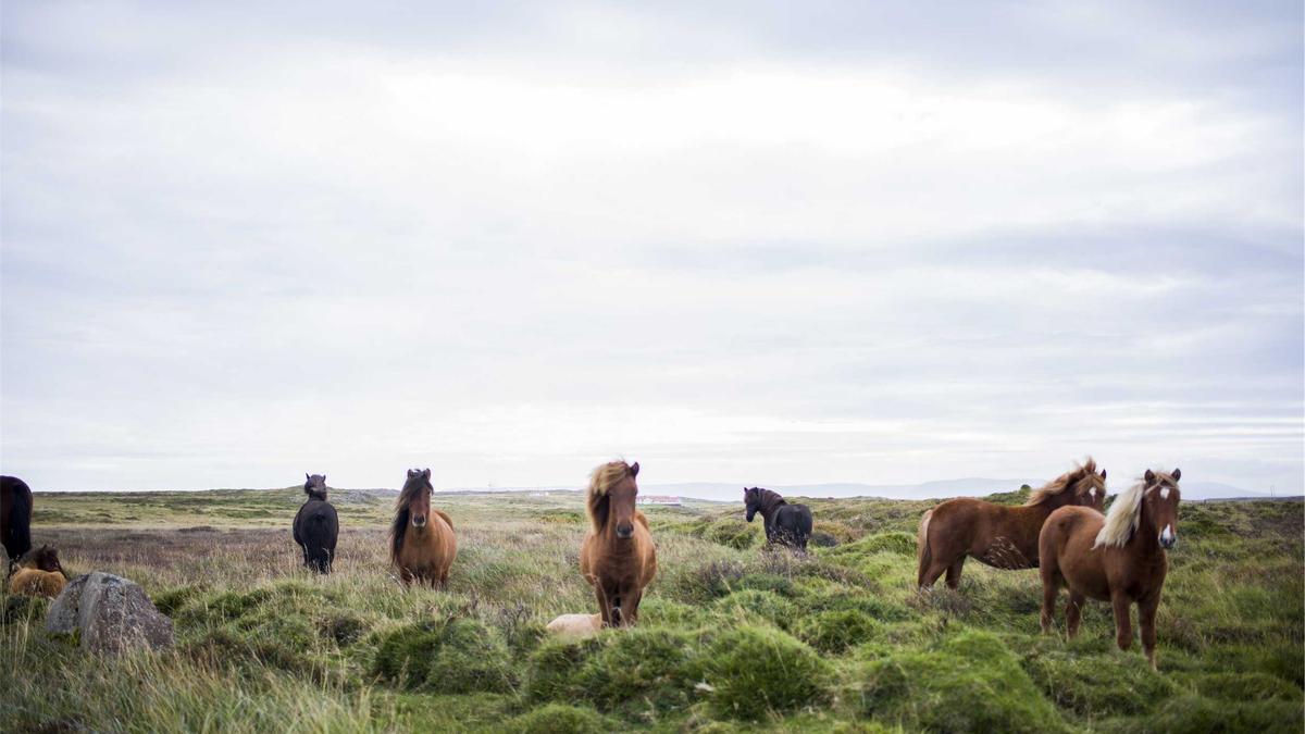 Robert Carradine Todesursache Detailansicht: Robert Carradine Todesursache
