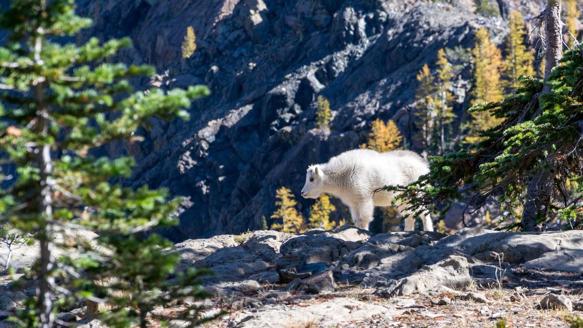 Detailansicht: Selenskyj Droht Orban