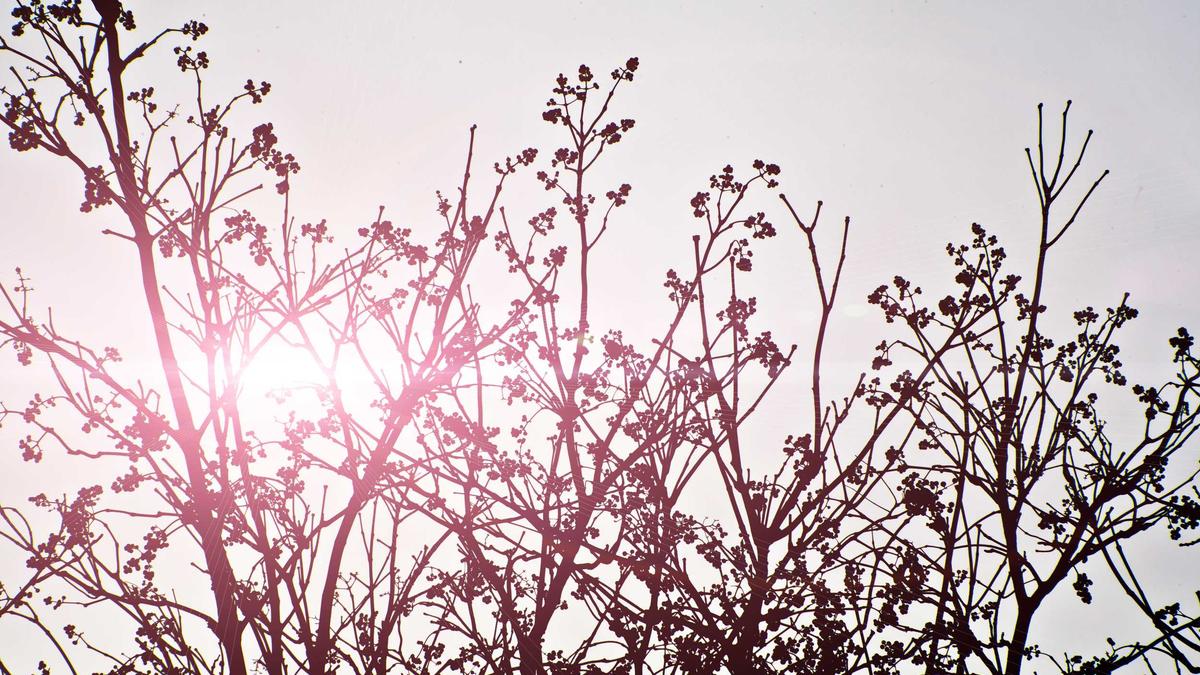 Detailansicht: Sportschau