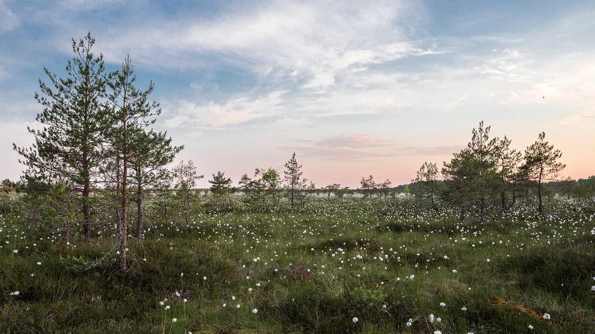 Symbolbild zum Thema Veronica Fusaro Esc Song