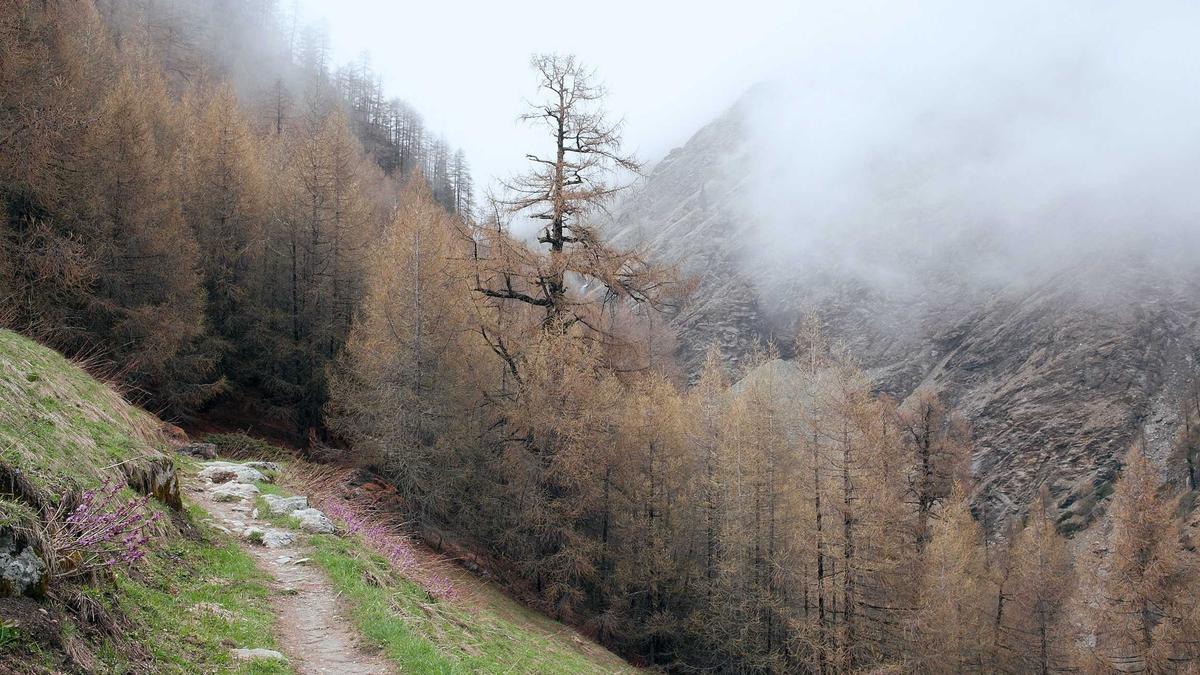 Detailansicht: Wetter Schnee