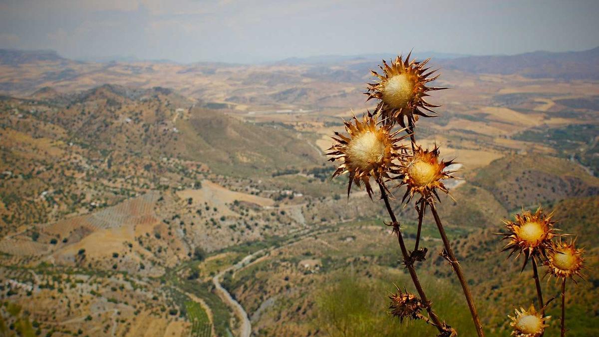 Illustration zu Anthony Kiedis