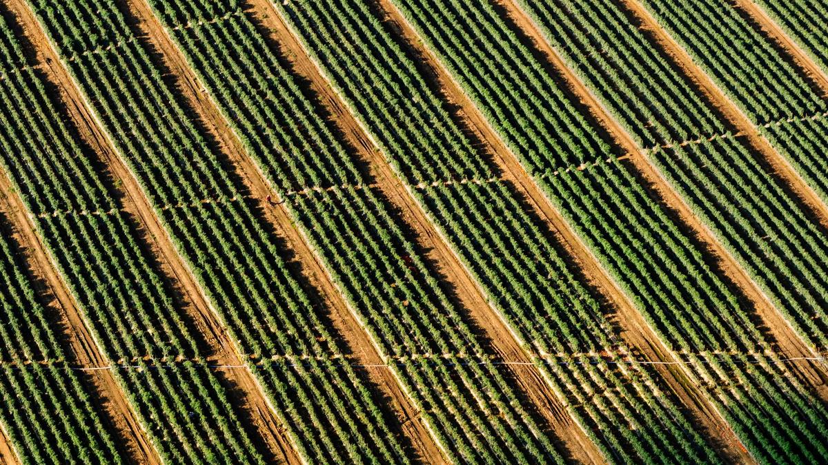 Illustration zu Blade Runner 2099