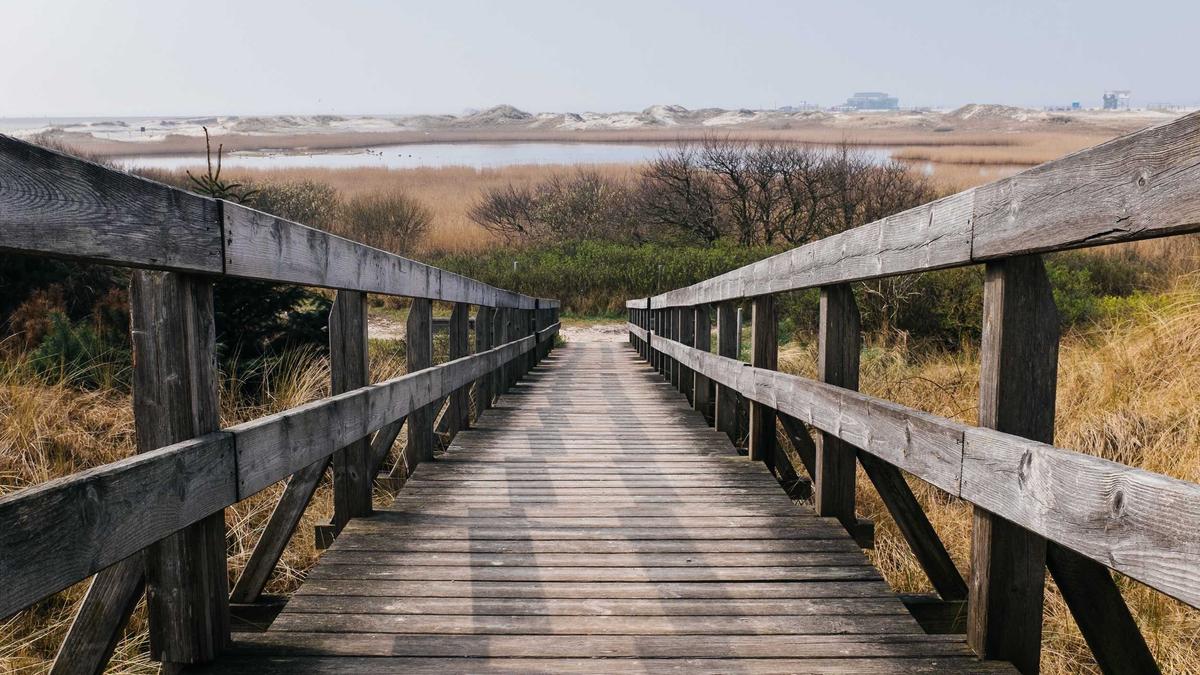 Buckelwal Ostsee Gestrandet Detailansicht: Buckelwal Ostsee Gestrandet