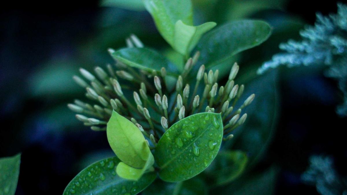 Emma Delaney Symbolbild zum Thema Emma Delaney