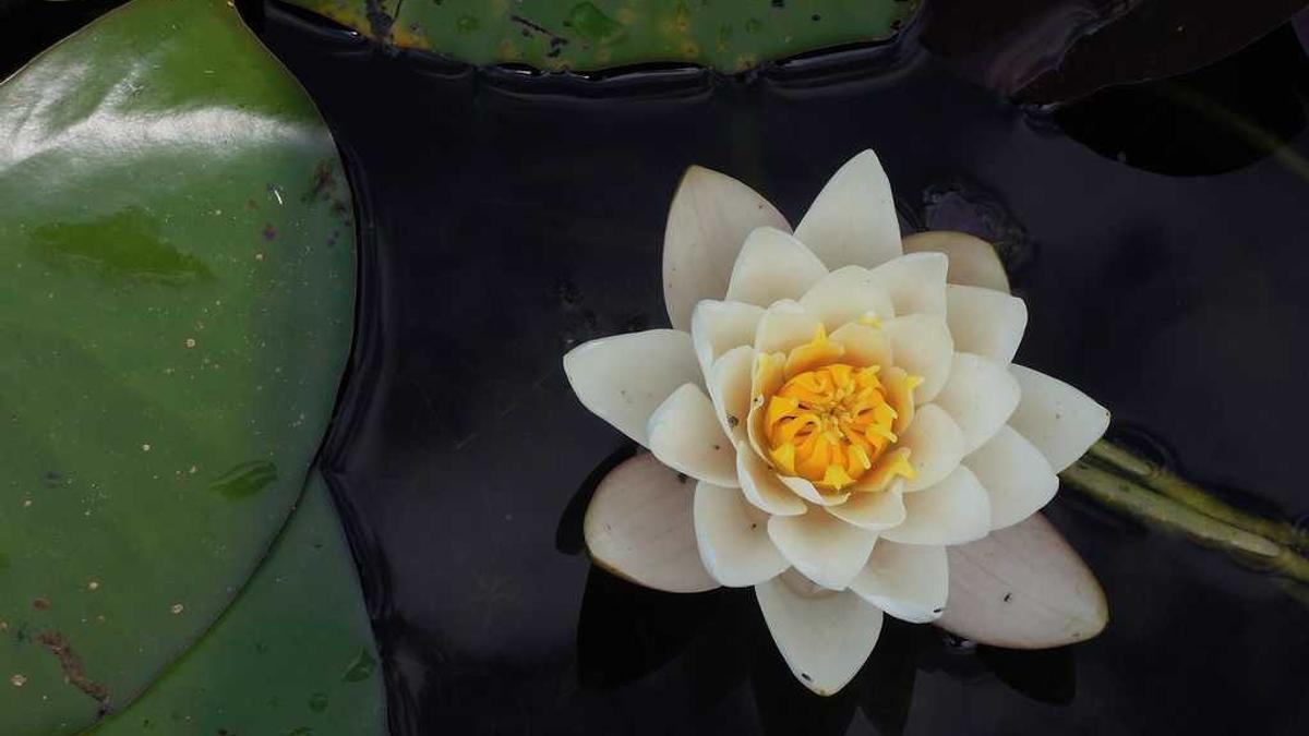 Historienepos Kostenlos Streamen Symbolbild zum Thema Historienepos Kostenlos Streamen