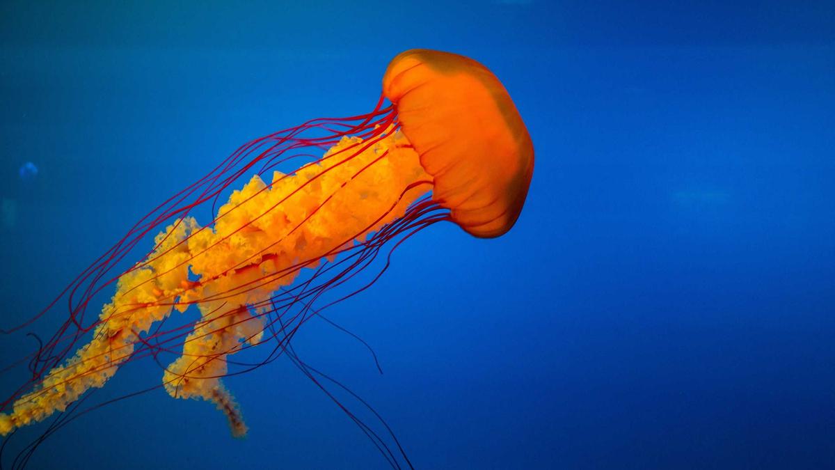 Illustration zu Jessica Simpson