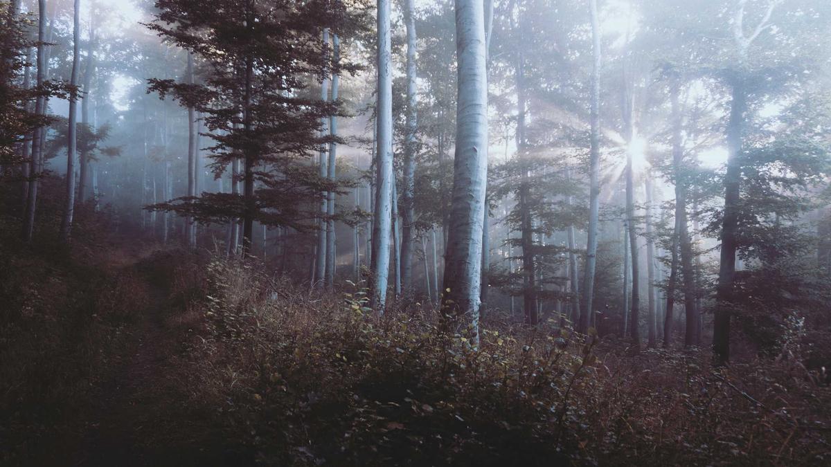 Symbolbild zum Thema König Charles