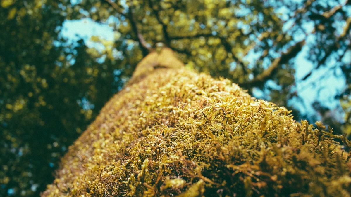 Illustration zu Manchester City – Arsenal