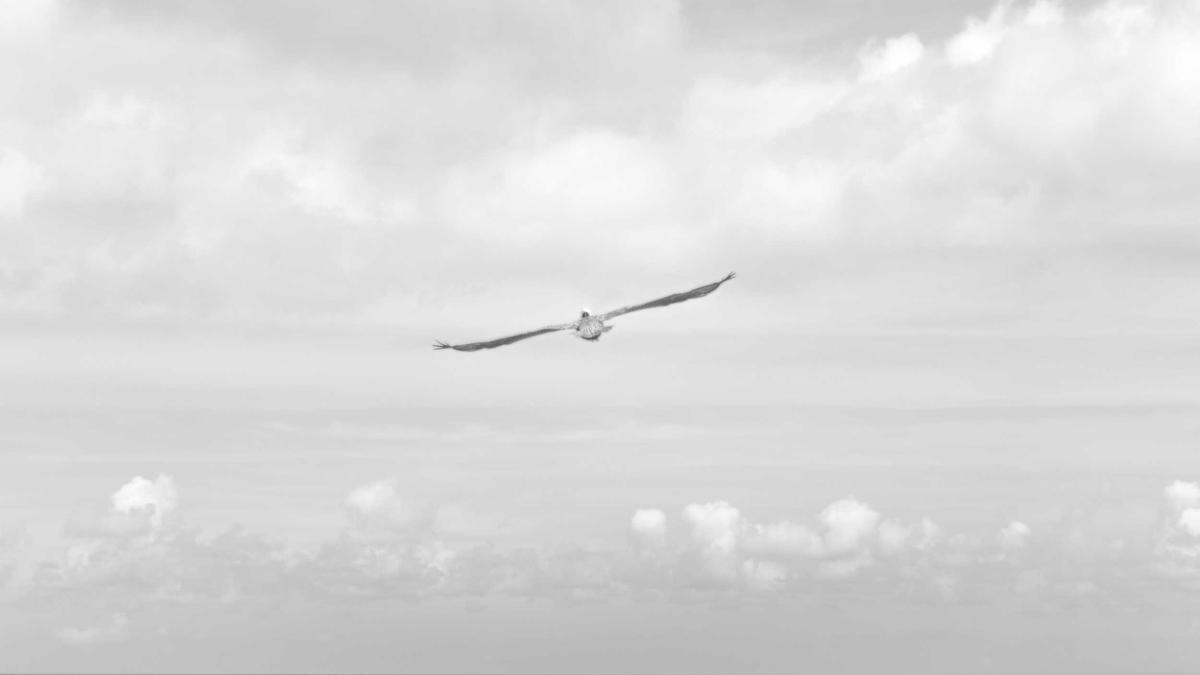 Detailansicht: Mark Medlock