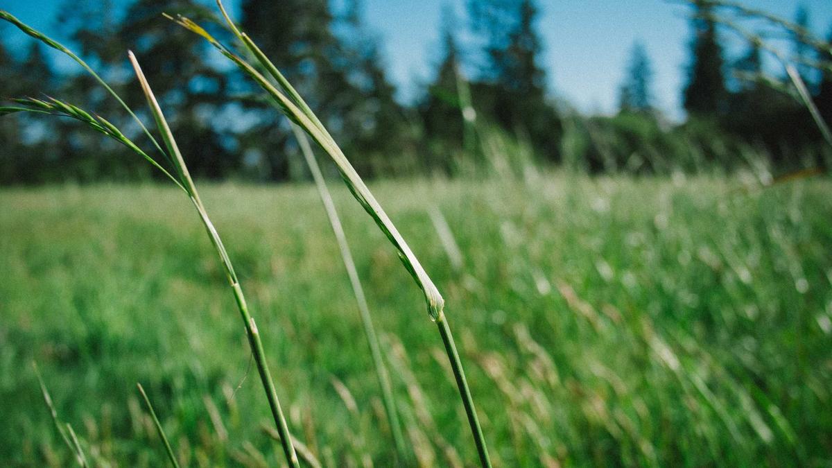 Detailansicht: Richtlinie Umgesetzt