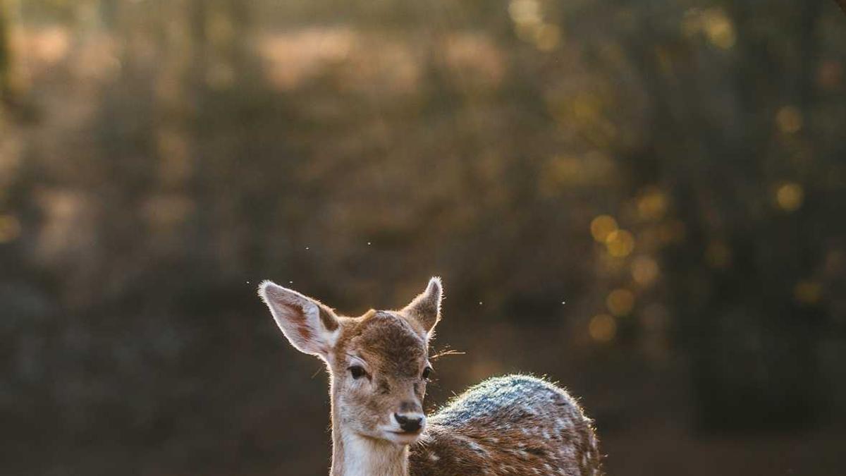 Symbolbild zum Thema Robert F Kennedy JR