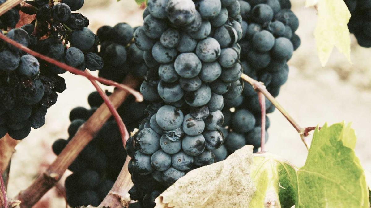 Steffen Groth Wilsberg Detailansicht: Steffen Groth Wilsberg