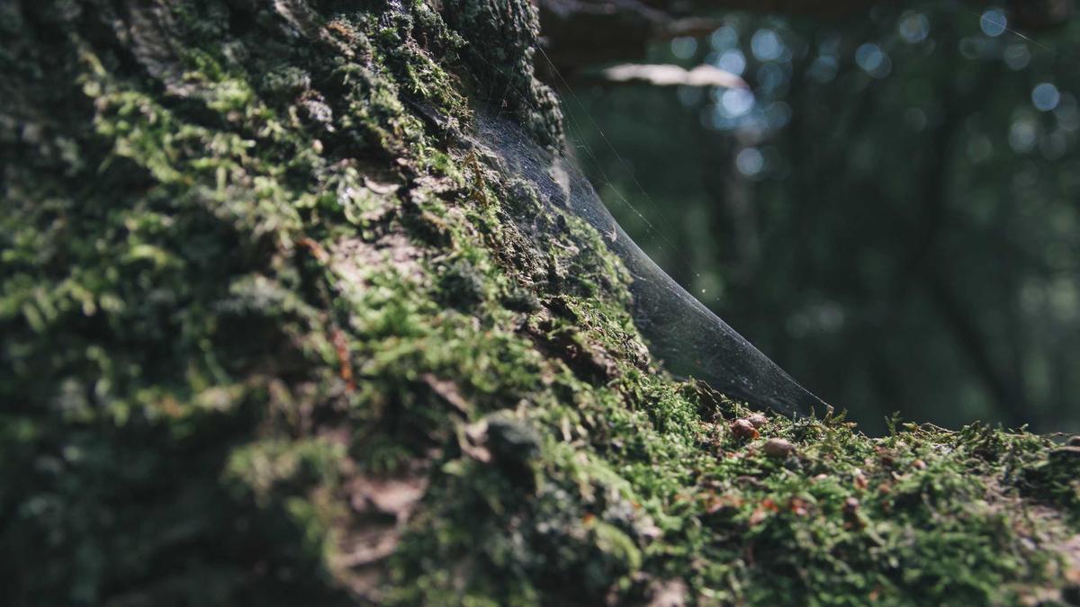 Detailansicht: Wal Gestrandet Poel