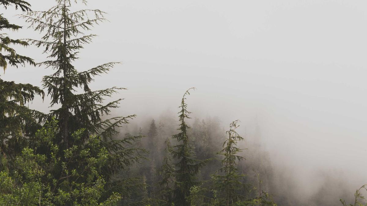 Illustration zu Wal Insel Poel