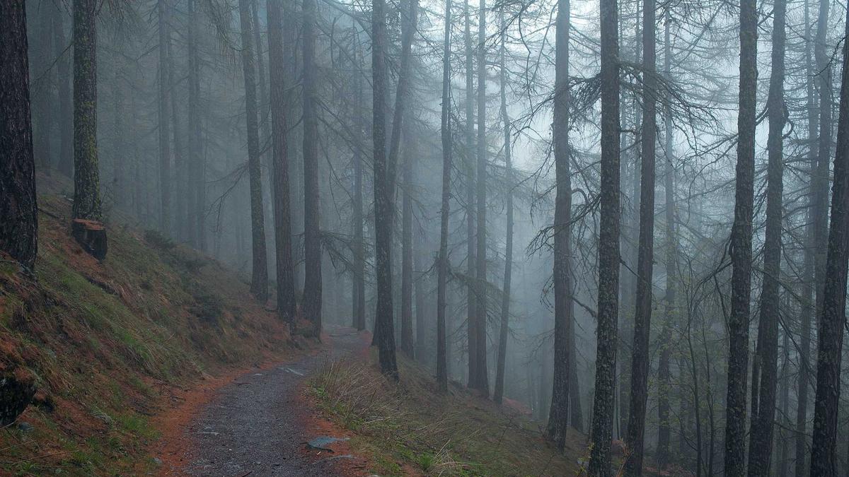 Illustration zu Wal Rettungsaktion