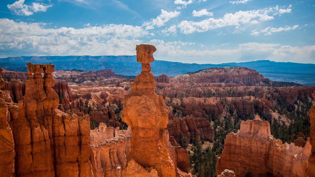 Symbolbild zum Thema Wolf Hamburg