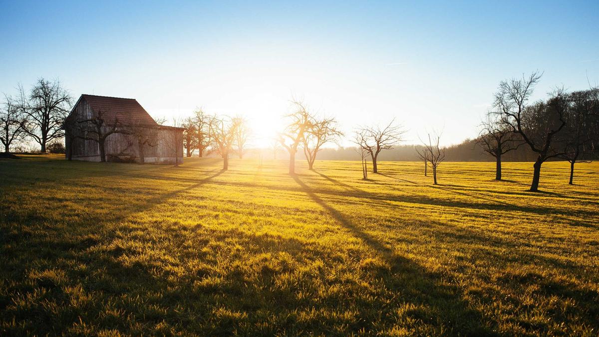Illustration zu Buckelwal Timmy